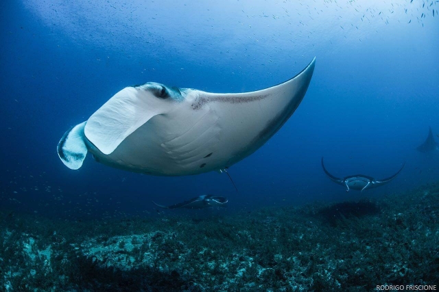  nager au fond de la mer